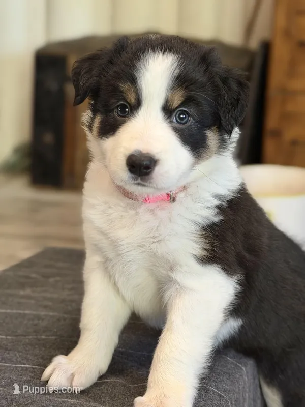 🌸 Black/white Tri-FEMALE🌸 – Border Collie puppy for sale in Washoe City, NV