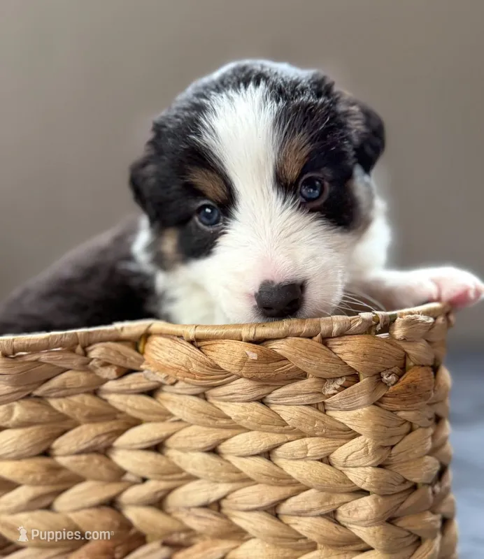 🌸 Black/white Tri-FEMALE🌸 – Border Collie puppy for sale in Washoe City, NV