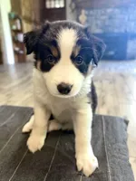 🌸 Black/white Tri-FEMALE🌸, a female Border Collie for sale in Washoe City, NV – 9 of 10