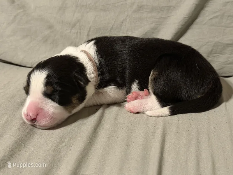 🌸 Black/white Tri-FEMALE🌸 – Border Collie puppy for sale in Washoe City, NV