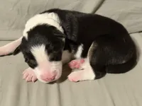 🌸 Black/white Tri-FEMALE🌸, a female Border Collie for sale in Washoe City, NV – Photo 2 of 3