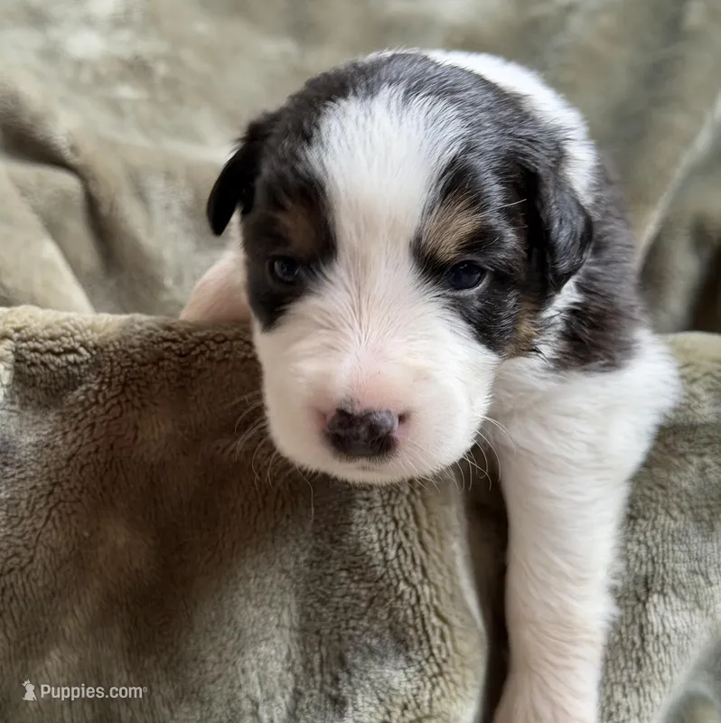 🌸 Black/white Tri-FEMALE🌸 – Border Collie puppy for sale in Washoe City, NV