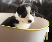 🌸 Black/white Tri-FEMALE🌸, a female Border Collie for sale in Washoe City, NV – 6 of 10