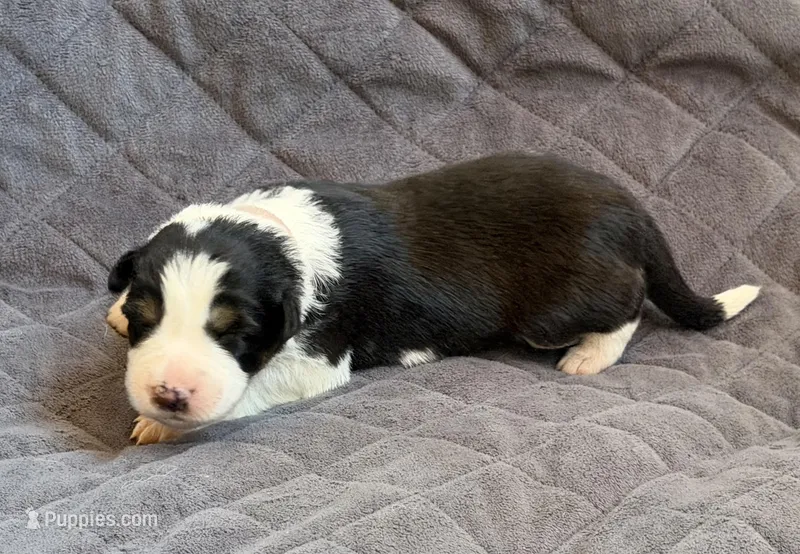 🌸 Black/white Tri-FEMALE🌸 – Border Collie puppy for sale in Washoe City, NV