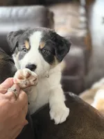 🌸 Black/white Tri-FEMALE🌸, a female Border Collie for sale in Washoe City, NV – 5 of 10