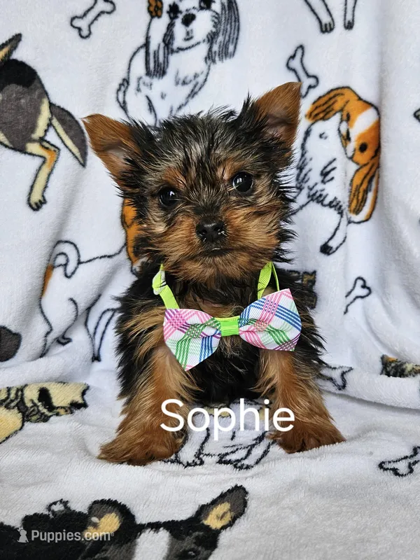Sophie