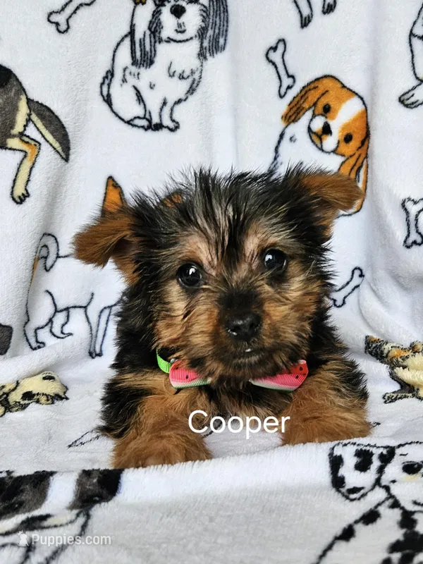 Cooper