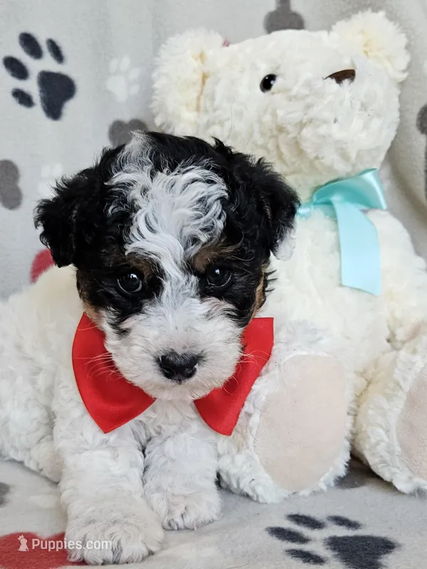 Male – Yorkipoo, Yorkshire Terrier puppy for sale in Stevensville, MI