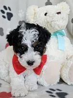 Male, a male Yorkipoo and Yorkshire Terrier for sale in Stevensville, MI – Photo 1 of 3