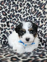 Male, a male Yorkipoo and Yorkshire Terrier for sale in Stevensville, MI – Photo 3 of 3