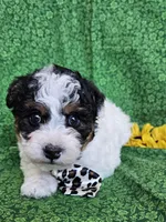 Male, a male Yorkipoo and Yorkshire Terrier for sale in Stevensville, MI – Photo 2 of 3