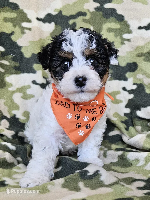 Male – Yorkipoo, Yorkshire Terrier puppy for sale in Stevensville, MI