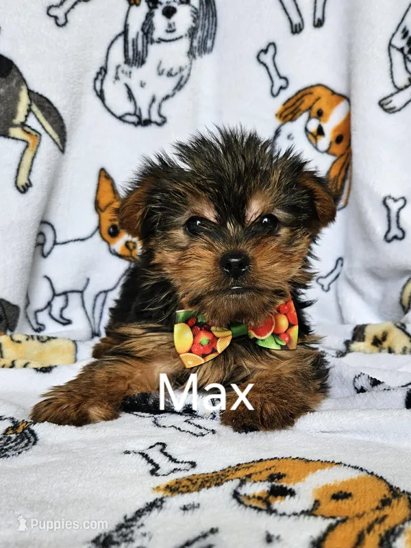 Max