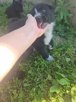 Puppy 1, a male German Shepherd Dog for sale in Hoagland, IN – 2 of 3