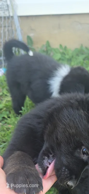 Puppy 1 – German Shepherd Dog puppy for sale in Hoagland, IN