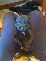 Puppy 2, a female German Shepherd Dog for sale in Hoagland, IN – 2 of 4
