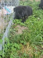 Puppy 2, a female German Shepherd Dog for sale in Hoagland, IN – 3 of 4