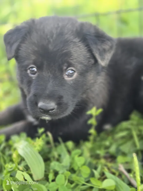 Puppy 2 – German Shepherd Dog puppy for sale in Hoagland, IN