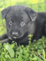 Puppy 2, a female German Shepherd Dog for sale in Hoagland, IN – 1 of 4