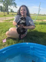 Puppy 1, a male German Shepherd Dog for sale in Hoagland, IN – 3 of 3