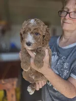 Asher, a male Poodle - Standard  for sale in Wagener, SC – 6 of 9
