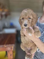 Adele, a female Poodle - Standard  for sale in Wagener, SC – 5 of 8