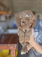 Adam , a male Poodle - Standard  for sale in Wagener, SC – 4 of 7
