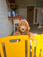 Adam, a male Poodle - Standard  for sale in Wagener, SC – 2 of 6