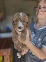 Asher, a male Poodle - Standard  for sale in Wagener, SC – 8 of 9