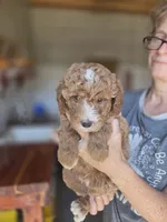 Adele, a female Poodle - Standard  for sale in Wagener, SC – 3 of 8