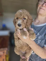 Adele, a female Poodle - Standard  for sale in Wagener, SC – 6 of 8
