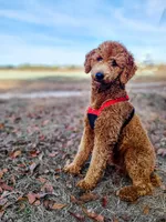 Adam , a male Poodle - Standard  for sale in Wagener, SC – 6 of 7