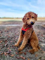 Adam, a male Poodle - Standard  for sale in Wagener, SC – 6 of 6