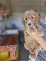 Adele, a female Poodle - Standard  for sale in Wagener, SC – 2 of 8