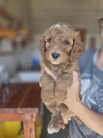 Adam , a male Poodle - Standard  for sale in Wagener, SC – 2 of 7