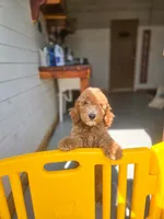 Adam, a male Poodle - Standard  for sale in Wagener, SC – 3 of 6