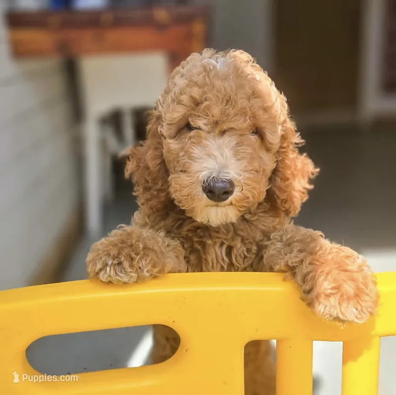 Adam  – Poodle - Standard  puppy for sale in Wagener, SC