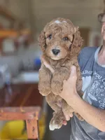 Adam , a male Poodle - Standard  for sale in Wagener, SC – 5 of 7
