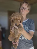 Annie, a female Poodle - Standard  for sale in Wagener, SC – 5 of 10