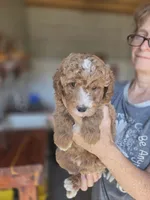 Asher, a male Poodle - Standard  for sale in Wagener, SC – 9 of 9