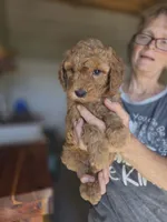 Annie, a female Poodle - Standard  for sale in Wagener, SC – 7 of 10