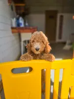 Adam, a male Poodle - Standard  for sale in Wagener, SC – 4 of 6