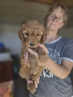 Annie, a female Poodle - Standard  for sale in Wagener, SC – 2 of 10