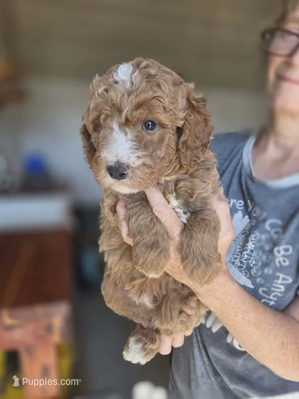 Asher – Poodle - Standard  puppy for sale in Wagener, SC