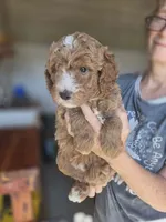 Asher, a male Poodle - Standard  for sale in Wagener, SC – 1 of 9