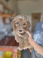 Adam , a male Poodle - Standard  for sale in Wagener, SC – 3 of 7