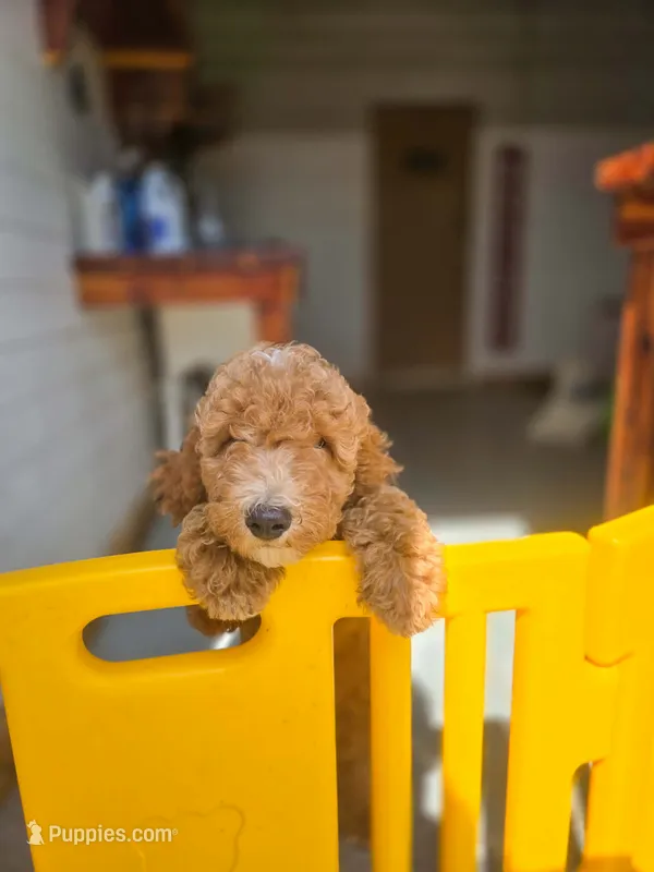 Adam – Poodle - Standard  puppy on hold in Wagener, SC