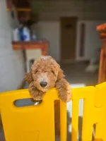 Adam, a male Poodle - Standard  for sale in Wagener, SC – 1 of 6