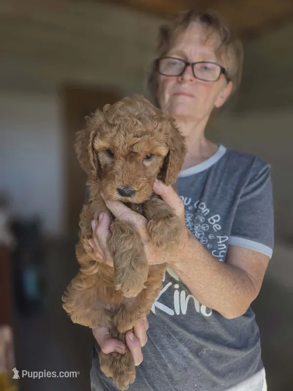 Annie – Poodle - Standard  puppy for sale in Wagener, SC