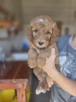 Adam , a male Poodle - Standard  for sale in Wagener, SC – 1 of 7